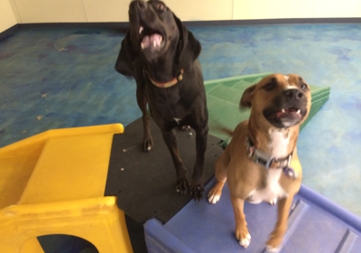 jaggers doggie daycare