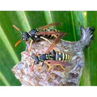 Armageddon Pest Control - Kambah, ACT