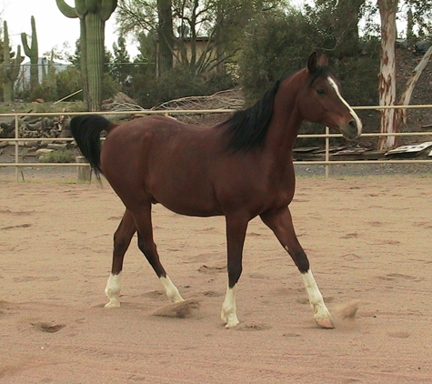 Dimensions Reiki Animal Therapy - Phoenix, AZ