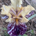 Bloomer-Rang Iris Farm
