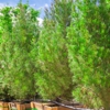 Moon Valley Nurseries gallery