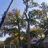 La's Quality Tree Service gallery