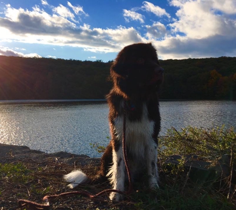 Greater Boston Off Leash K9 Training