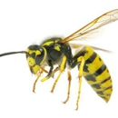 AAA Bees One - Pest Control Services