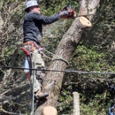 EA Tree Expert Company - Arborists