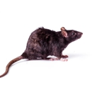 Ecola Termite & Pest Management - Pest Control Services
