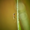 All Dade Exterminators Inc gallery