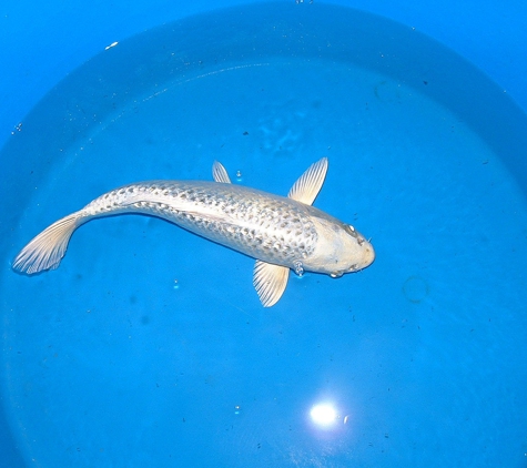 Black River Koi - Columbia Station, OH