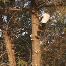 Nate Foster Tree Care - Tree Service