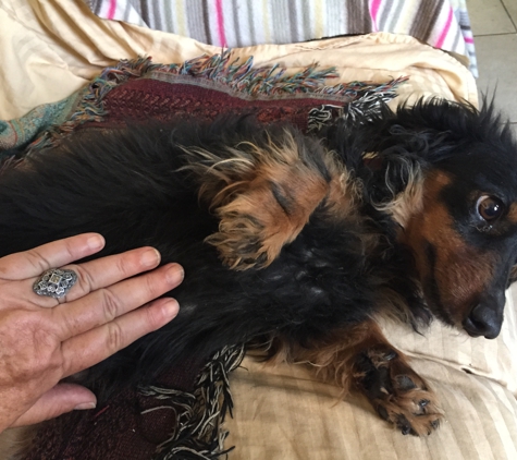 Dimensions Reiki Animal Therapy - Phoenix, AZ