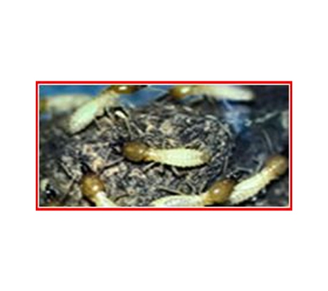 Western AllPest Services Pty Ltd - South Bunbury, WA