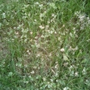 Superior Lawn Care