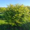 Rolling Hills Nursery gallery