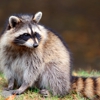 Whitmore Pest and Wildlife Control gallery