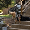 Camp Happy Paws gallery