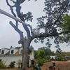 Alan Quality Tree Care gallery