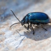 Matrix Pest & Termite Company gallery