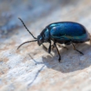 Blease Exterminating - Pest Control Equipment & Supplies