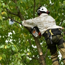 Elite Tree Services - Tree Service