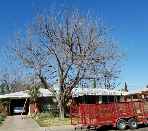 Castle's Residential Services LLC - Odessa, TX. !!Customer paid only $400.00!!
Most recent Tree service. Topping of a Fruitless Mulberry- Before