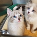 VCA Miracle Mile Animal Hospital - Veterinarians