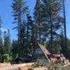 Cedar Falls Tree Service gallery