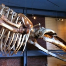 New Bedford Whaling Museum - Museums