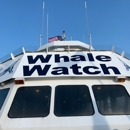 Cape May Whale Watcher - Boat Tours