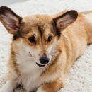DC Carpet Care and Area Rug Cleaning
