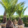 Moon Valley Nurseries gallery