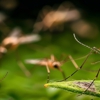 All Bugs Aside Pest Control gallery