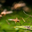 All Bugs Aside Pest Control - Pest Control Equipment & Supplies