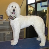 The Pampered Pet Grooming and Spa gallery
