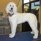 The Pampered Pet Grooming and Spa