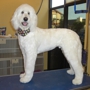 The Pampered Pet Grooming and Spa