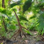 McKee Botanical Garden-