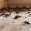 Pahrump Bee Removal gallery