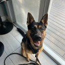 I Wuff You Dog Training and Coaching