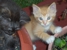 Harris County Humane Department - Human Resource Consultants