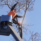 Fayetteville Tree Care Services