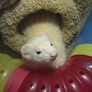 Angel Ferret Shelter Services - Animal Shelters