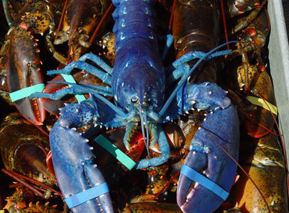 Skip's Dock: Seafood Market - Wakefield, RI