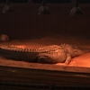 Reptile Lagoon gallery