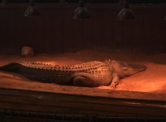 Reptile Lagoon - Hamer, SC