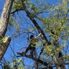 Elevate Tree Care gallery