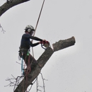 Forged Tree Service
