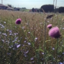 Photo #31