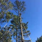 Martinez Tree Service