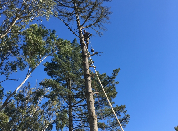 Martinez Tree Service - Lompoc, CA