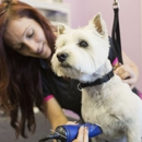Orange County Mobile Dog Grooming - Pet Services